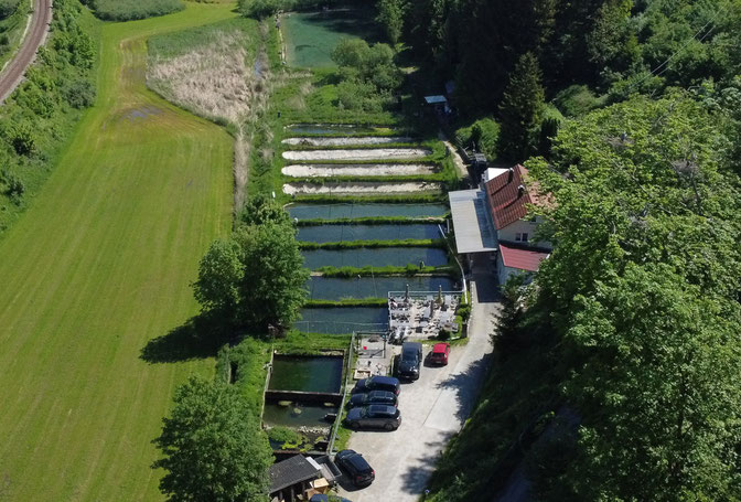 Forellenteich Obermarchtal