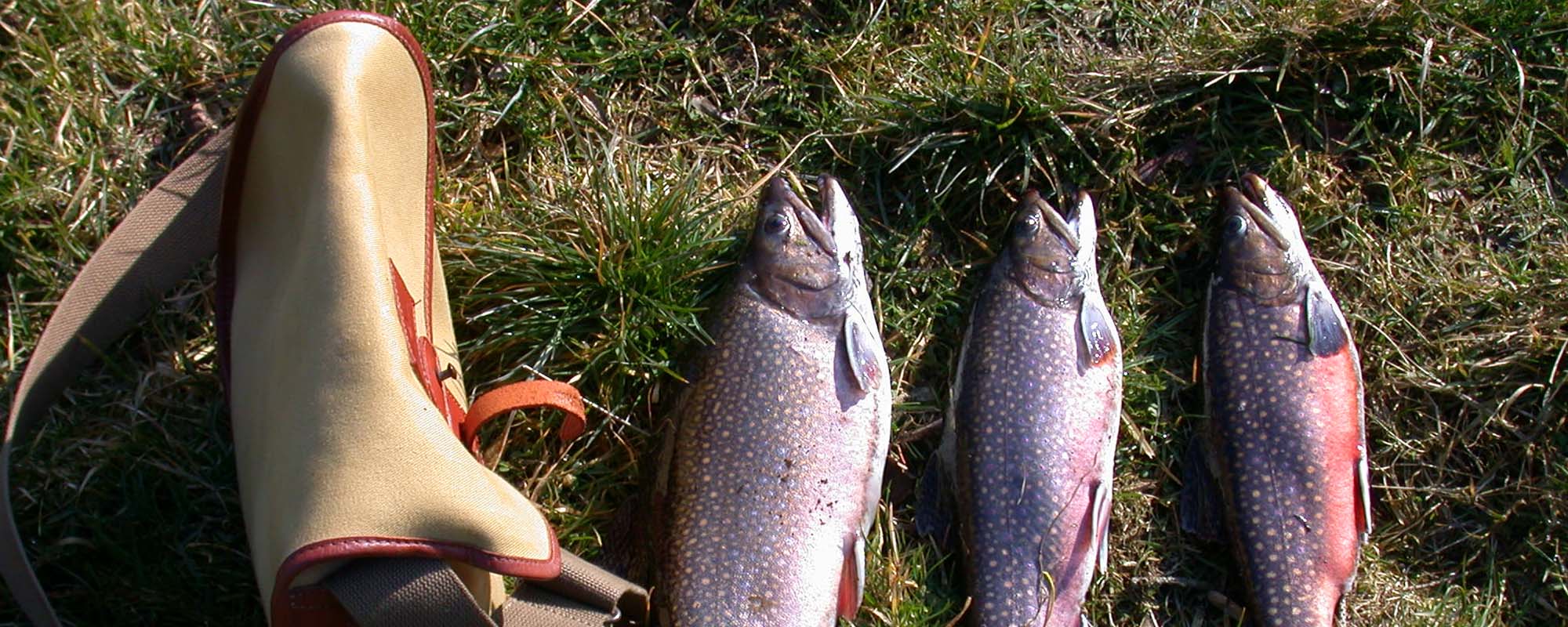 Fischgut Waldheim & Petrihof