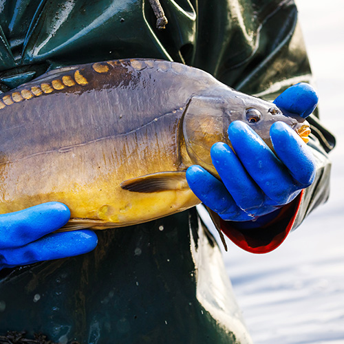 Peitzer Edelfisch