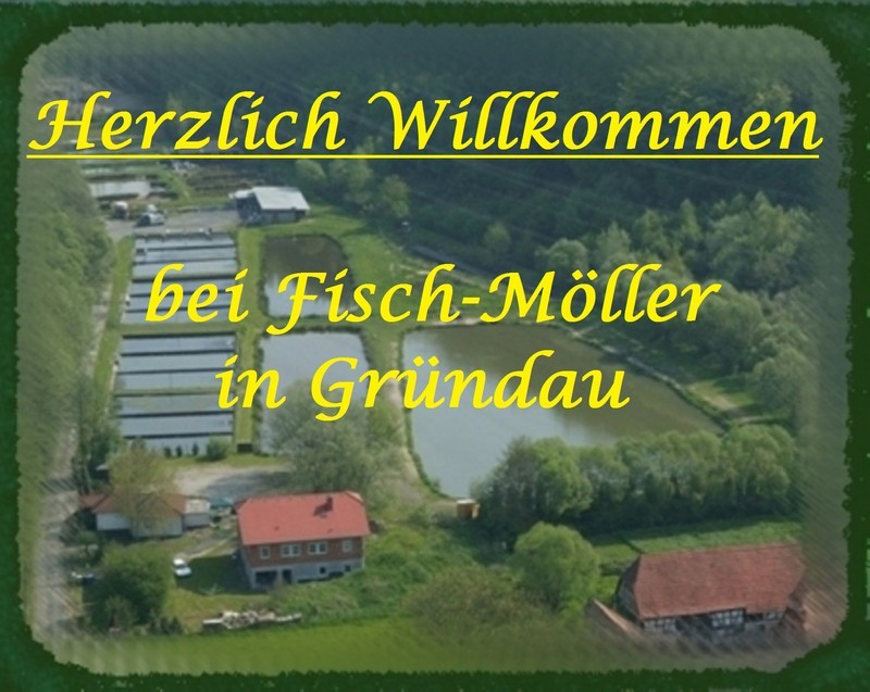 Gründautal Forellen