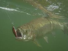 Fischzucht Heydenhahn