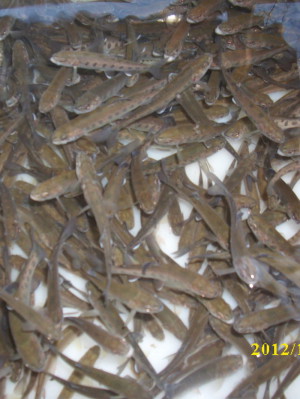 Fischzucht Heydenhahn