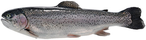 Angelparadies Viedt