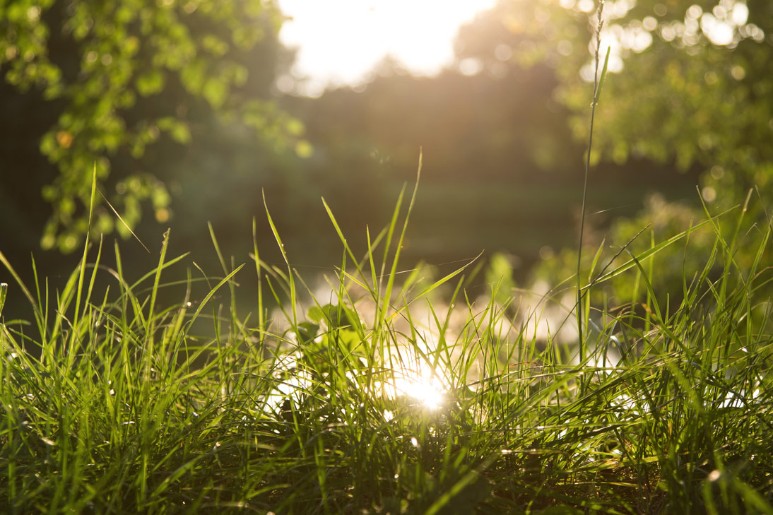 Angel- & Forellenteich Bargfeld-Stegen