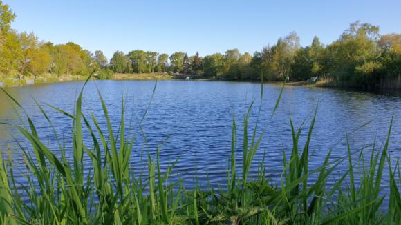 Fischersee-Forelle